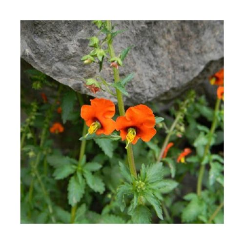 Ajicillo (Alonsoa meridionalis) - Esencia Patagonia - Imagen 2