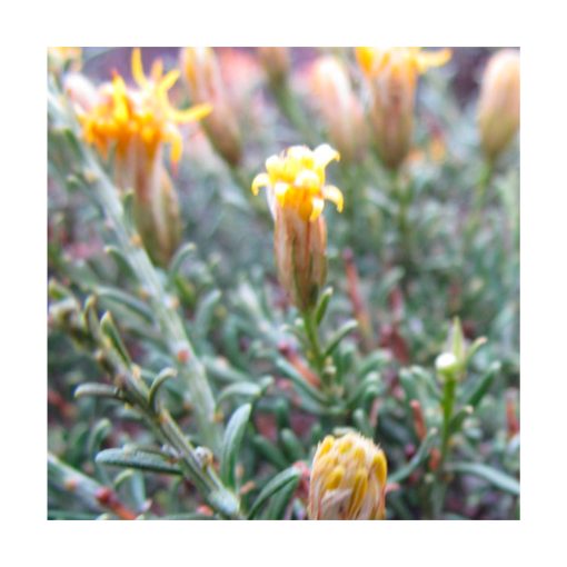 Nardo - (Nardophyllum chiliotrichioides) - Esencia Patagonia - Imagen 2