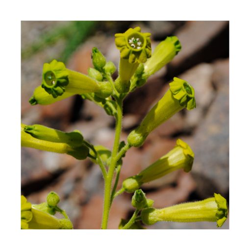 Tabaco Cimarron - Esencia Patagonia - Imagen 2