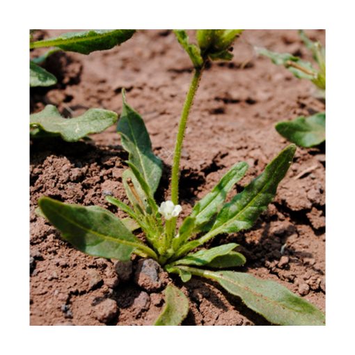Tabaquillo (Nicotiana corimbosa) - Esencia Patagonia - Imagen 2