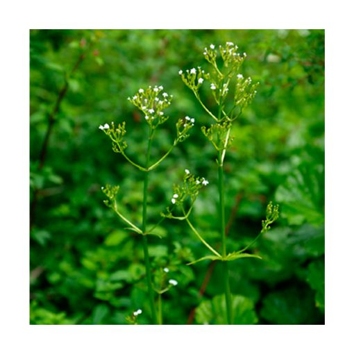 Valeriana Nativa (Valeriana lapathifolia) - Esencia Patagonia - Imagen 2