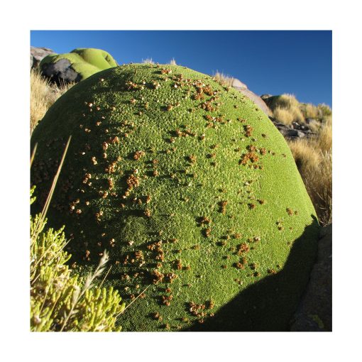 Yareta (Azorella compacta) - Esencia Patagonia - Imagen 2