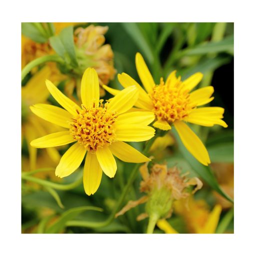 Arnica Mollis (Árnica Mollis) - Imagen 2
