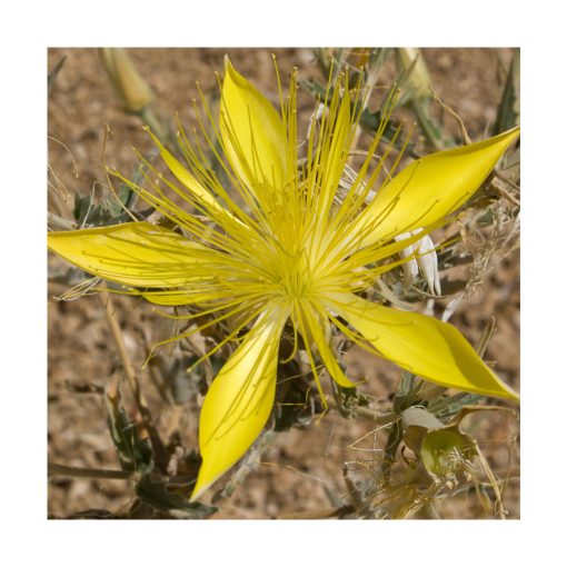 Blazing Star (Estrella rutilante) - Imagen 2