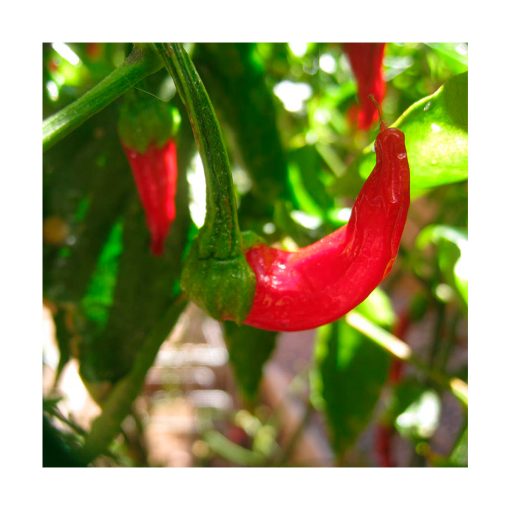 Cayenne (Pimentón) - Imagen 2