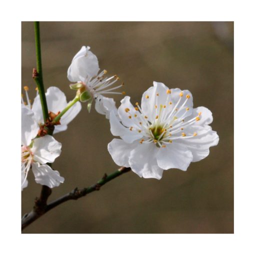 Cherry Sweet (Cerezo) - Imagen 2
