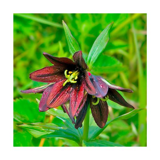 Chocolate Lily (Lirio Chocolate) - Imagen 2