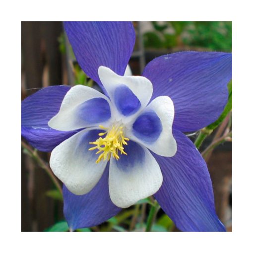 Columbine (Aguileña) - Imagen 2
