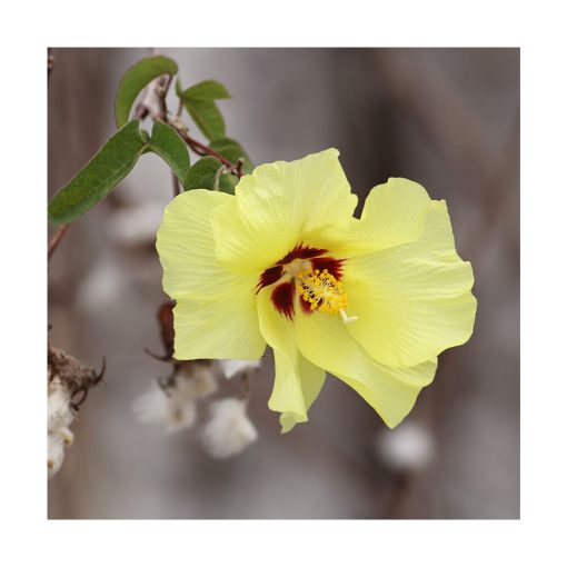 Cotton (Algodon) - Imagen 2