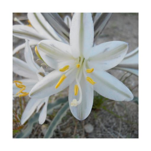 Desert Lily (Lirio del Desierto) - Imagen 2