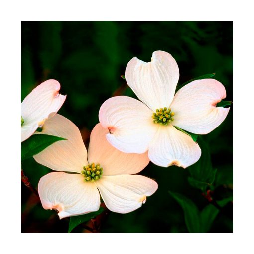 Dogwood - Cornejo - Imagen 2