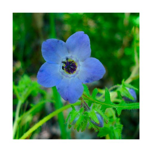 Fiesta Flower- Positivity (Flor de fiesta - Positividad) - Imagen 2