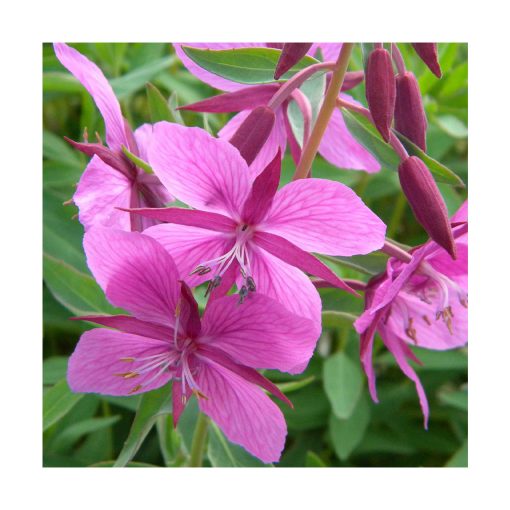 Fireweed (Epilobio) - Imagen 2