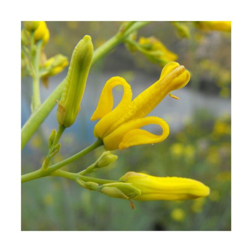 Golden Ear Drops - Hierba de la virgen - Imagen 2