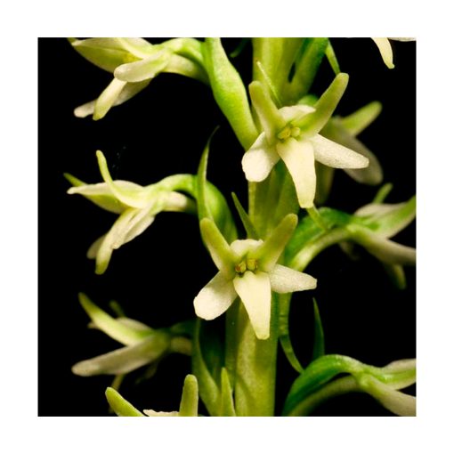 Green Rein Orchid (Orquídea del pantano) - Imagen 2
