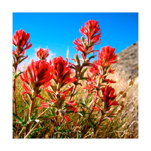 Indian Paintbrush (Cepillo Indio) - Imagen 2