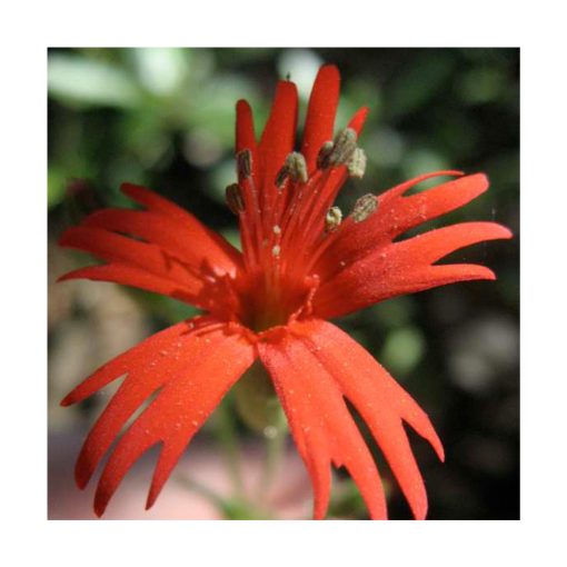 Indian Pink - Clavel Indio - Imagen 2