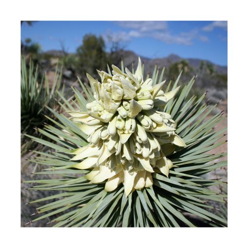 Joshua Tree (Árbol de Joshua) - Imagen 2