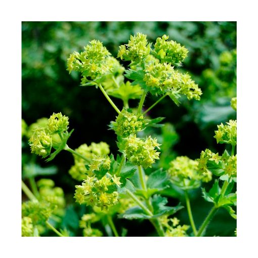 Lady's Mantle (Alquemila) - Imagen 2