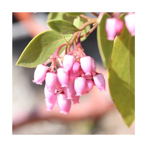 Manzanita - Imagen 2