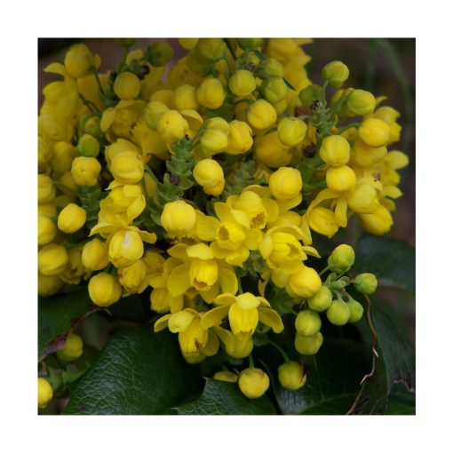 Oregon Grape (Uva de Oregón) - Imagen 2