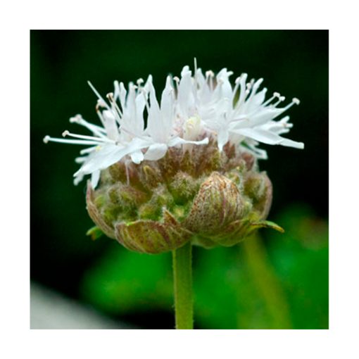 Mountain Pennyroyal (Poleo de la montaña) - Imagen 2
