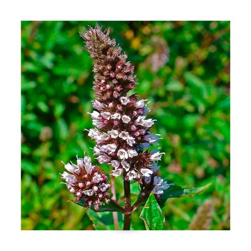 Peppermint - Menta - Imagen 2