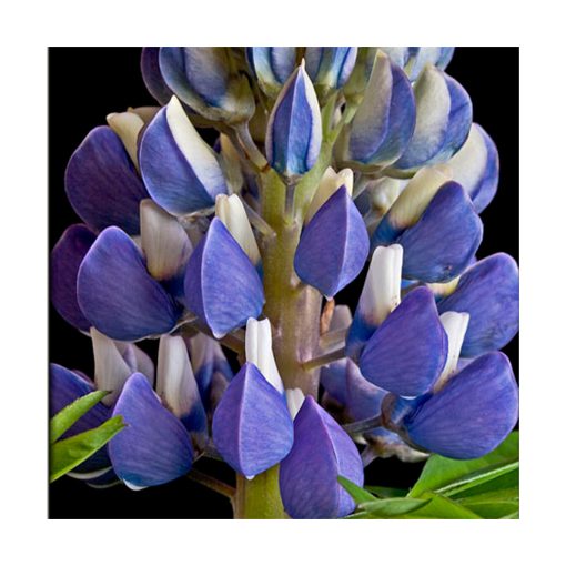 Lupine - Llama violeta - Imagen 2