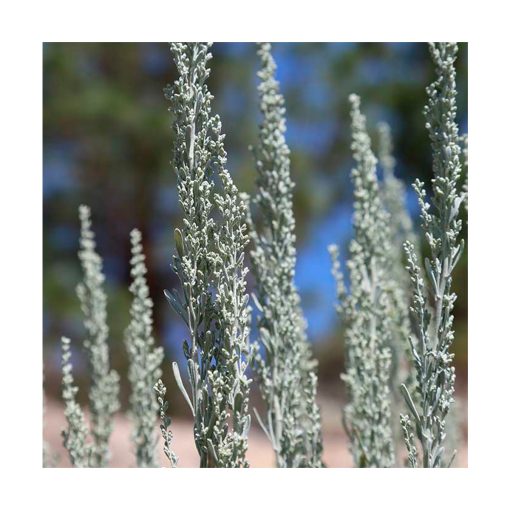 Sagebrush (Artemisa) - Imagen 2
