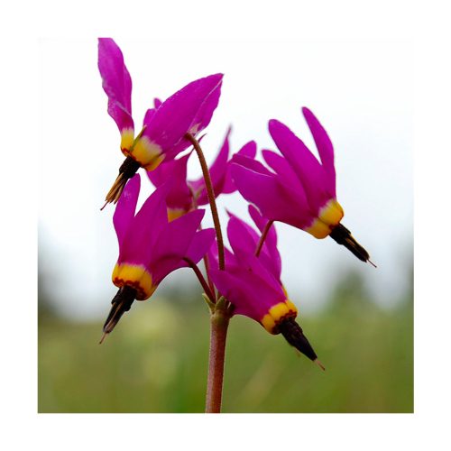 Shooting Star (Estrella fugaz) - Imagen 2