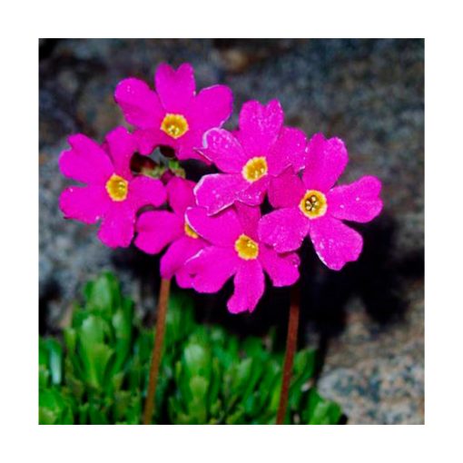 Sierra Primrose (Prímula de la Sierra) - Imagen 2