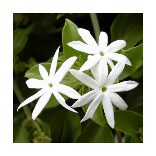 Star Jasmine (Jazmín estrellado) - Imagen 2