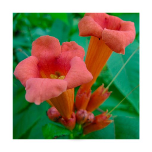 Trumpet Vine - Trompeta trepadora - Imagen 2