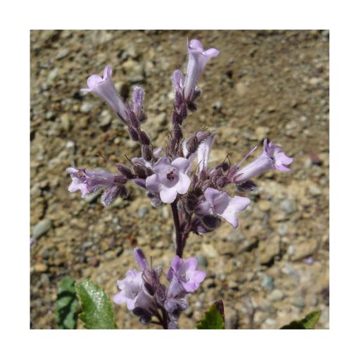 Yerba Santa - Imagen 2