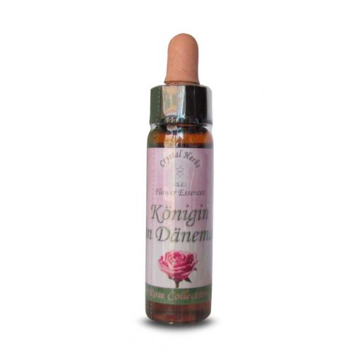Koening Van  Daenmark Rose (Rosa Koening Van Daenmark) - Crystal Herbs