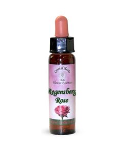 Regensberg Rose (Rosa Regensberg) - Crystal Herbs