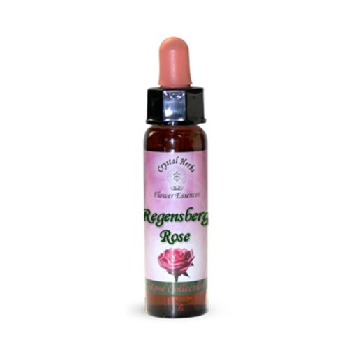 Regensberg Rose (Rosa Regensberg) - Crystal Herbs