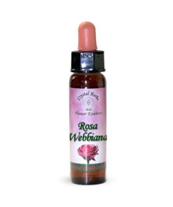 Rosa Webbiana - Crystal Herbs