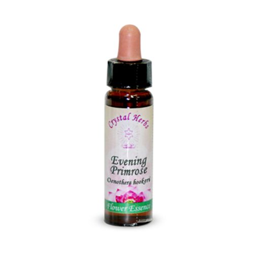 Evening Primrose (Onagra)
