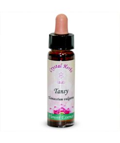 Tansy (Tanaceto)
