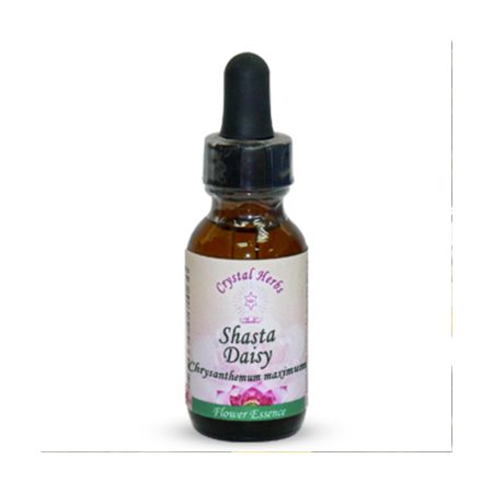 Shasta Daisy (Margarita reina) - 25ml