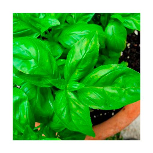 Albahaca exótica - Imagen 2