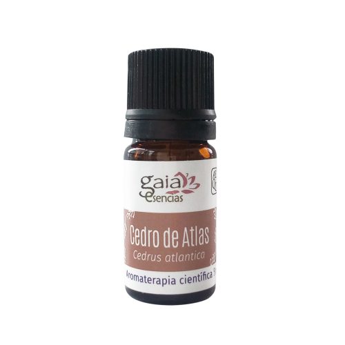 Cedro del Atlas