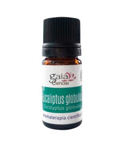 Eucalyptus globulus