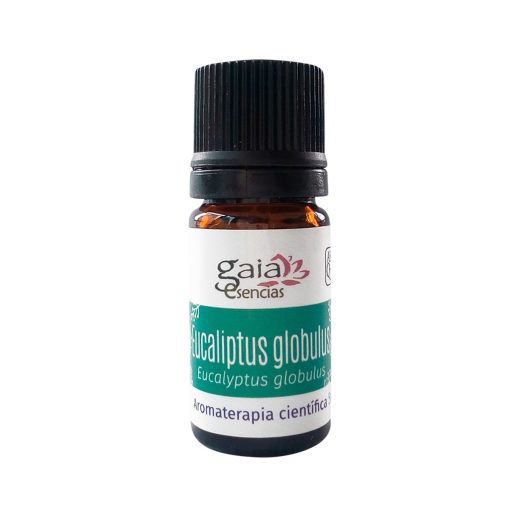 Eucalyptus globulus