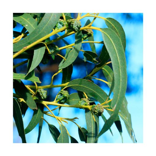 Eucalyptus globulus - Imagen 2