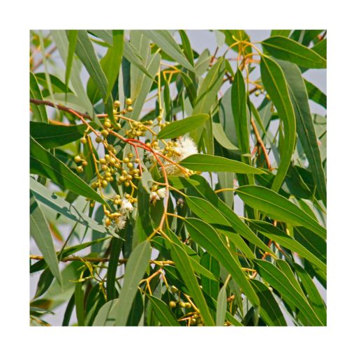 Eucalyptus citriodora BIO - Imagen 2