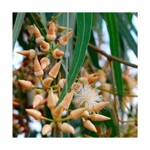 Eucalyptus radiata BIO - Imagen 2