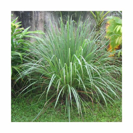 Lemongrass - Imagen 2