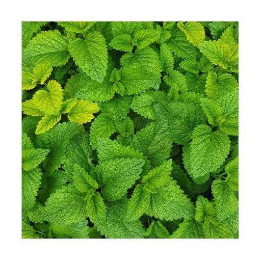 Menta Piperita - Imagen 2